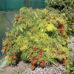 Sambucus nigra Sunrise Surprise Welsh Gold Sunrise Surprise Golden Elder
