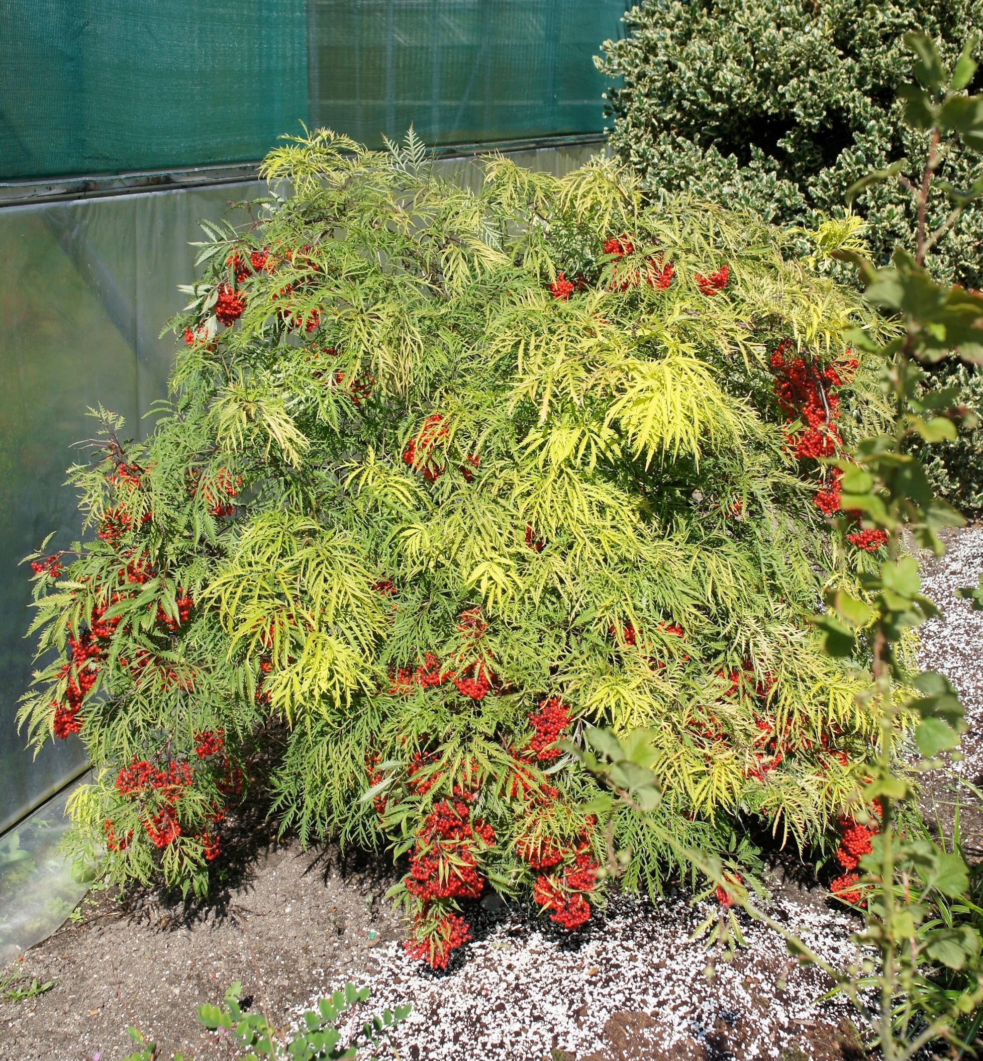 Sambucus nigra Sunrise Surprise Welsh Gold Sunrise Surprise Golden Elder