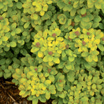Spiraea betulifolia Glow Girl Tor Gold CBR 5121 Glow Girl Birchleaf Spirea