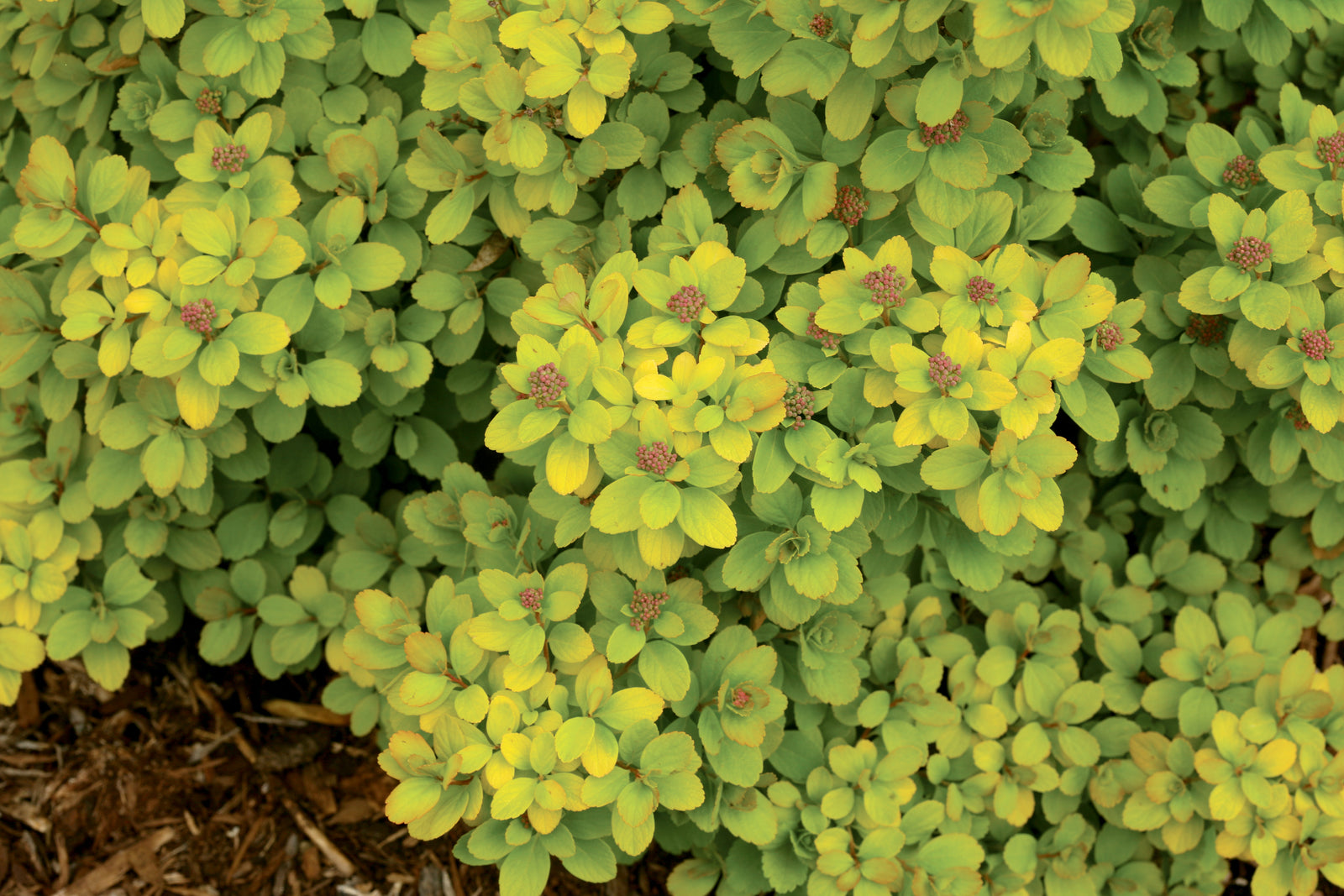 Spiraea betulifolia Glow Girl Tor Gold CBR 5121 Glow Girl Birchleaf Spirea