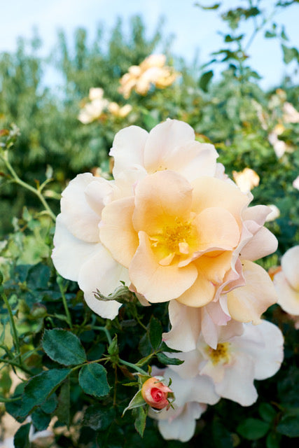 Rosa Chinook Sunrise VLR001 PP6060, USPP31469 Chinook Sunrise Rose