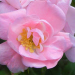 Rosa Lucy Irene Lucy Irene Climbing Rose