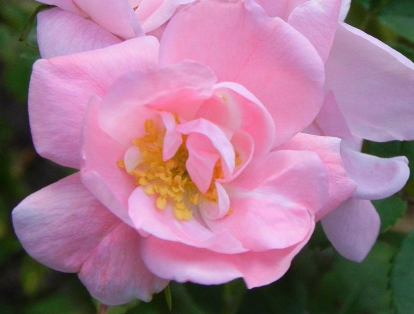 Rosa Lucy Irene Lucy Irene Climbing Rose