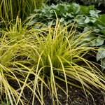 Carex oshimensis EverColor Everillo PP21002 Everillo Weeping Sedge