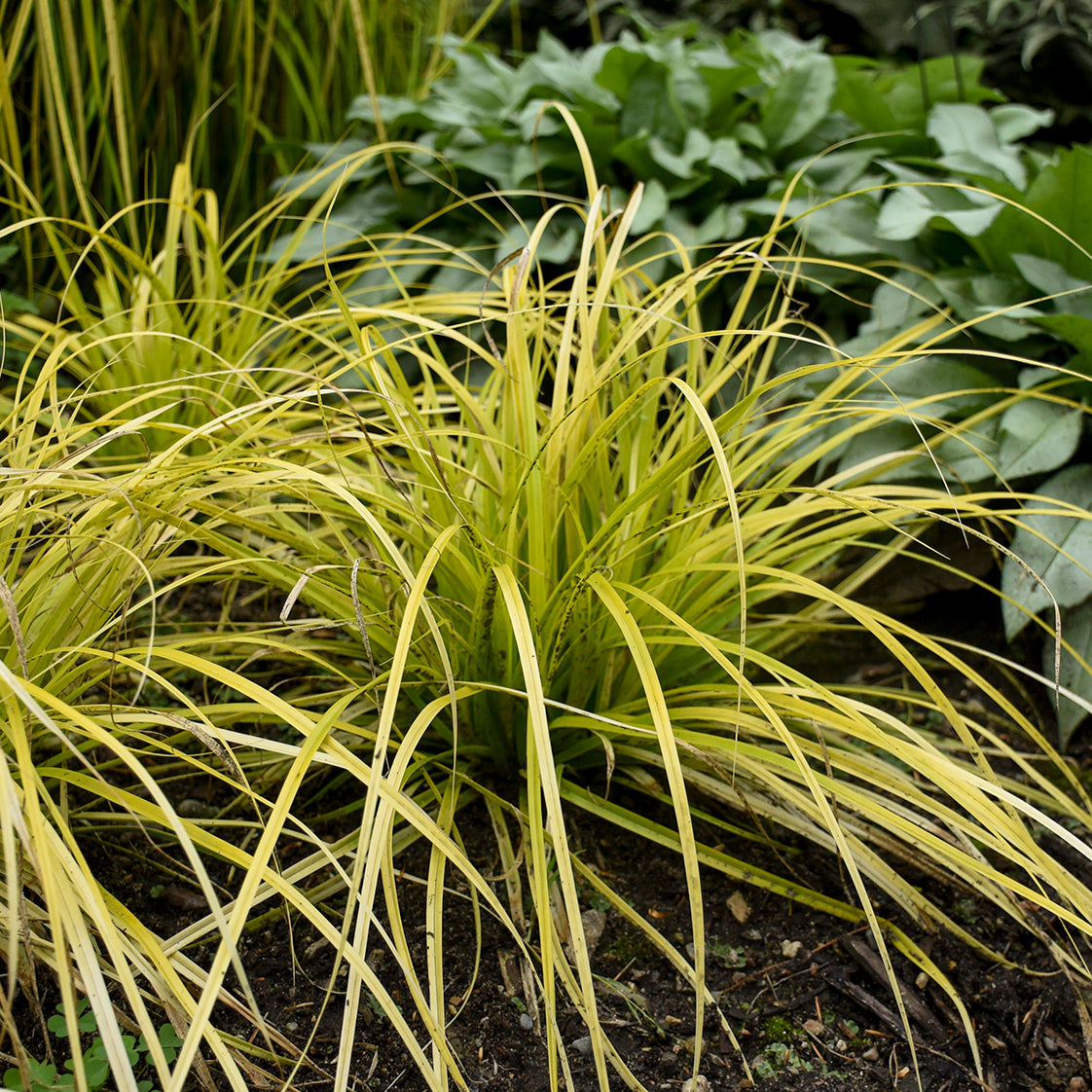 Carex oshimensis EverColor Everillo PP21002 Everillo Weeping Sedge