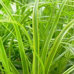 Carex oshimensis EverColor Everlime PP25622 Everlime Weeping Sedge