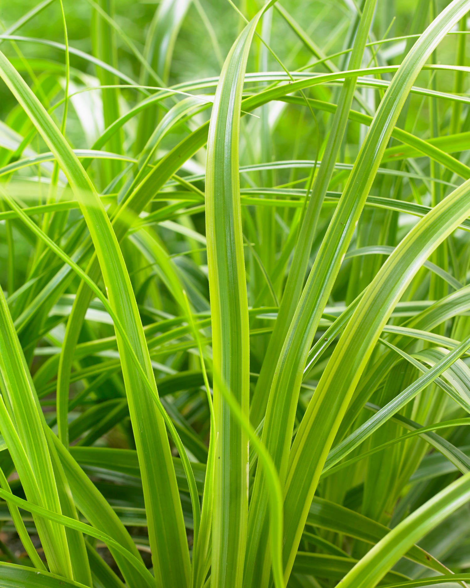 Carex oshimensis EverColor Everlime PP25622 Everlime Weeping Sedge