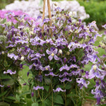 Clematis Stand By Me Lavender PP34275, CPBRAF Stand By Me Lavender Bush Clematis