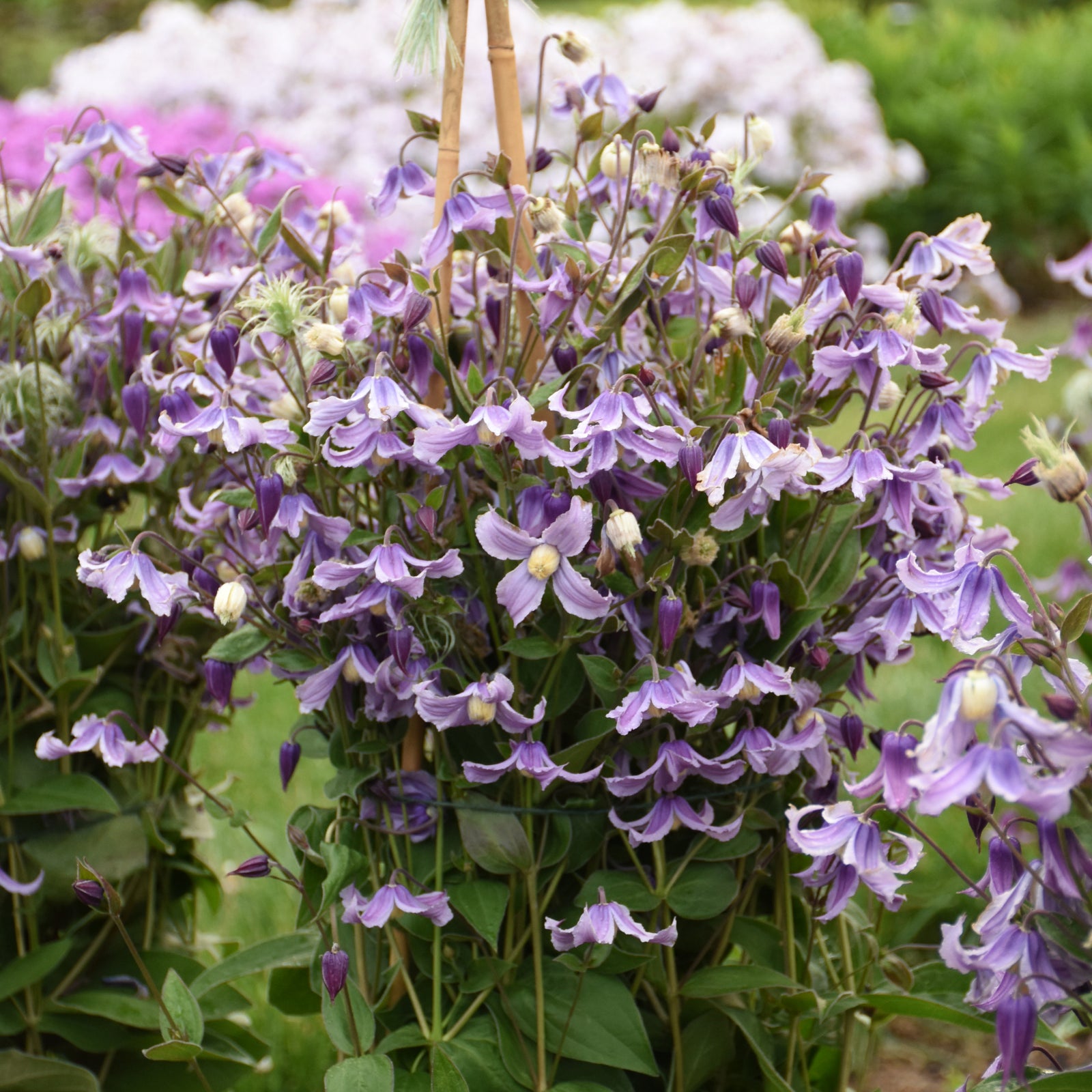 Clematis Stand By Me Lavender PP34275, CPBRAF Stand By Me Lavender Bush Clematis