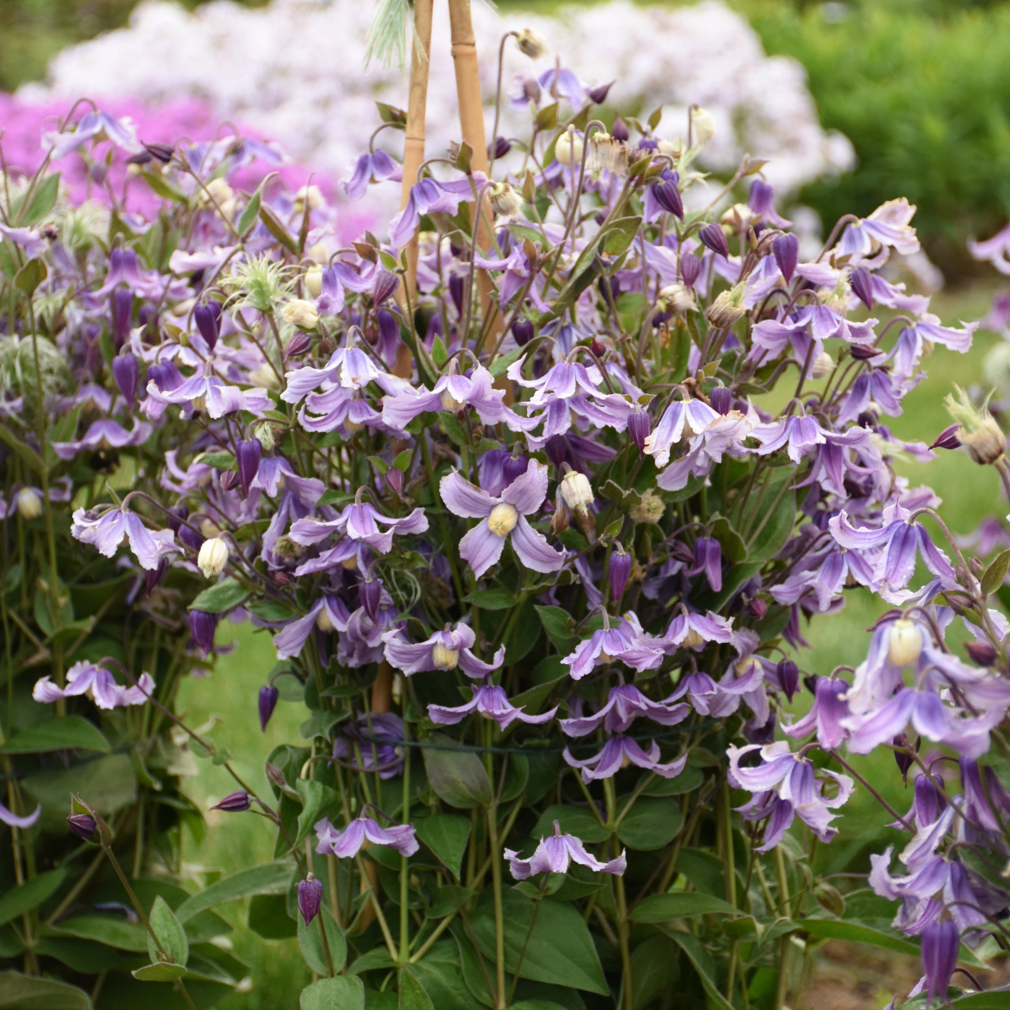 Clematis Stand By Me Lavender PP34275, CPBRAF Stand By Me Lavender Bush Clematis