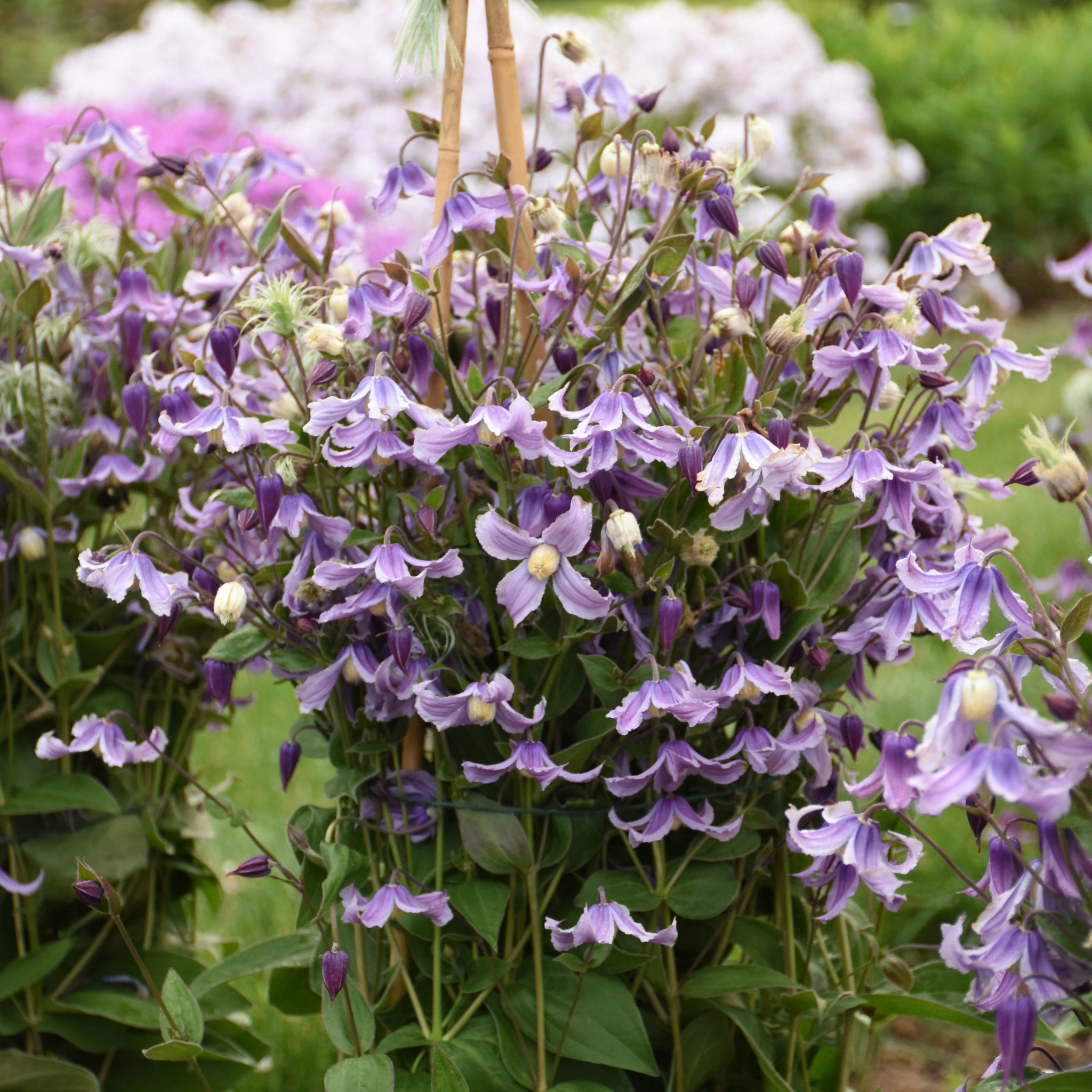 Clematis Stand By Me Lavender PP34275, CPBRAF Stand By Me Lavender Bush Clematis