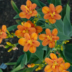Belamcanda chinensis Freckle Face Freckle Face Blackberry Lily