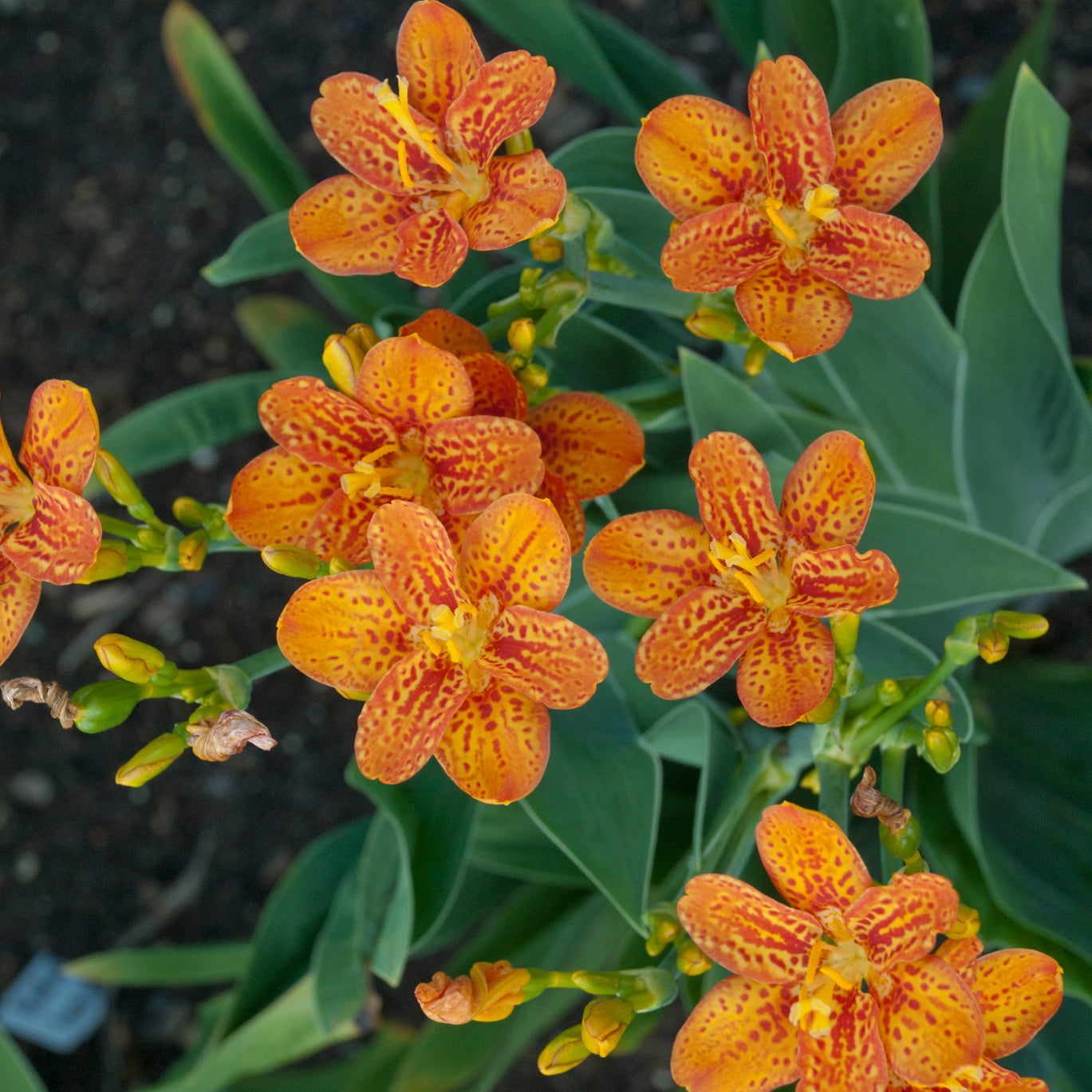 Belamcanda chinensis Freckle Face Freckle Face Blackberry Lily