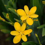Belamcanda chinensis Hello Yellow Blackberry Lily