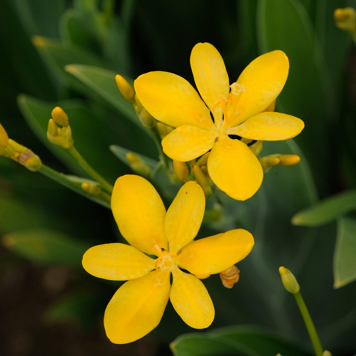 Belamcanda chinensis Hello Yellow Blackberry Lily