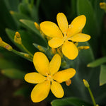 Belamcanda chinensis Hello Yellow Hello Yellow Blackberry Lily