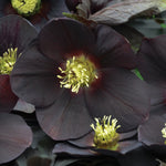 Helleborus x New York Night Lenten Rose