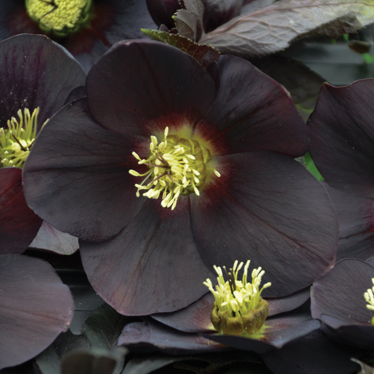 Helleborus x New York Night Lenten Rose
