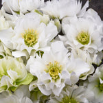 Helleborus x Wedding Bells Lenten Rose