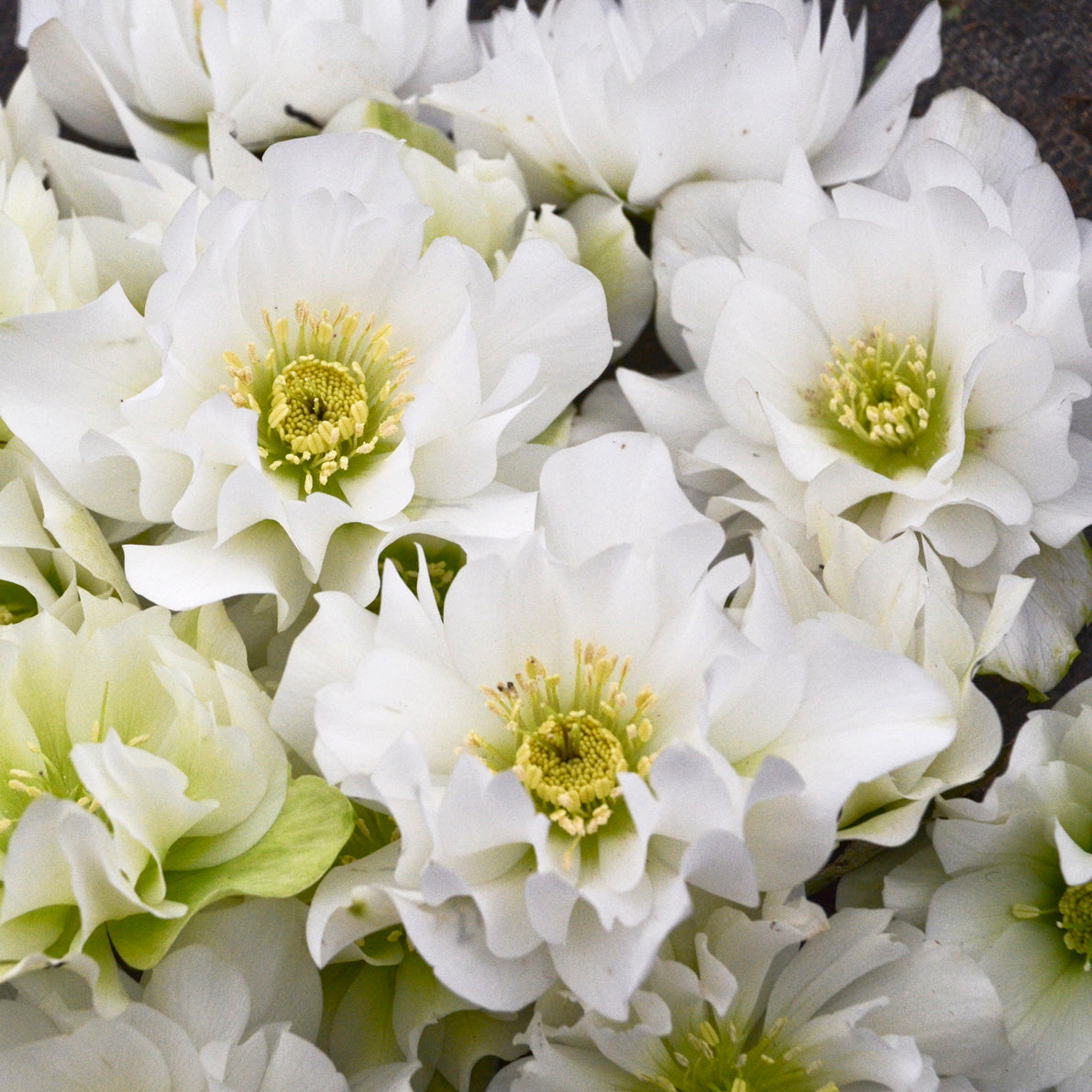 Helleborus x Wedding Bells Lenten Rose