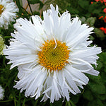 Leucanthemum x superbum Crazy Daisy Shasta Daisy