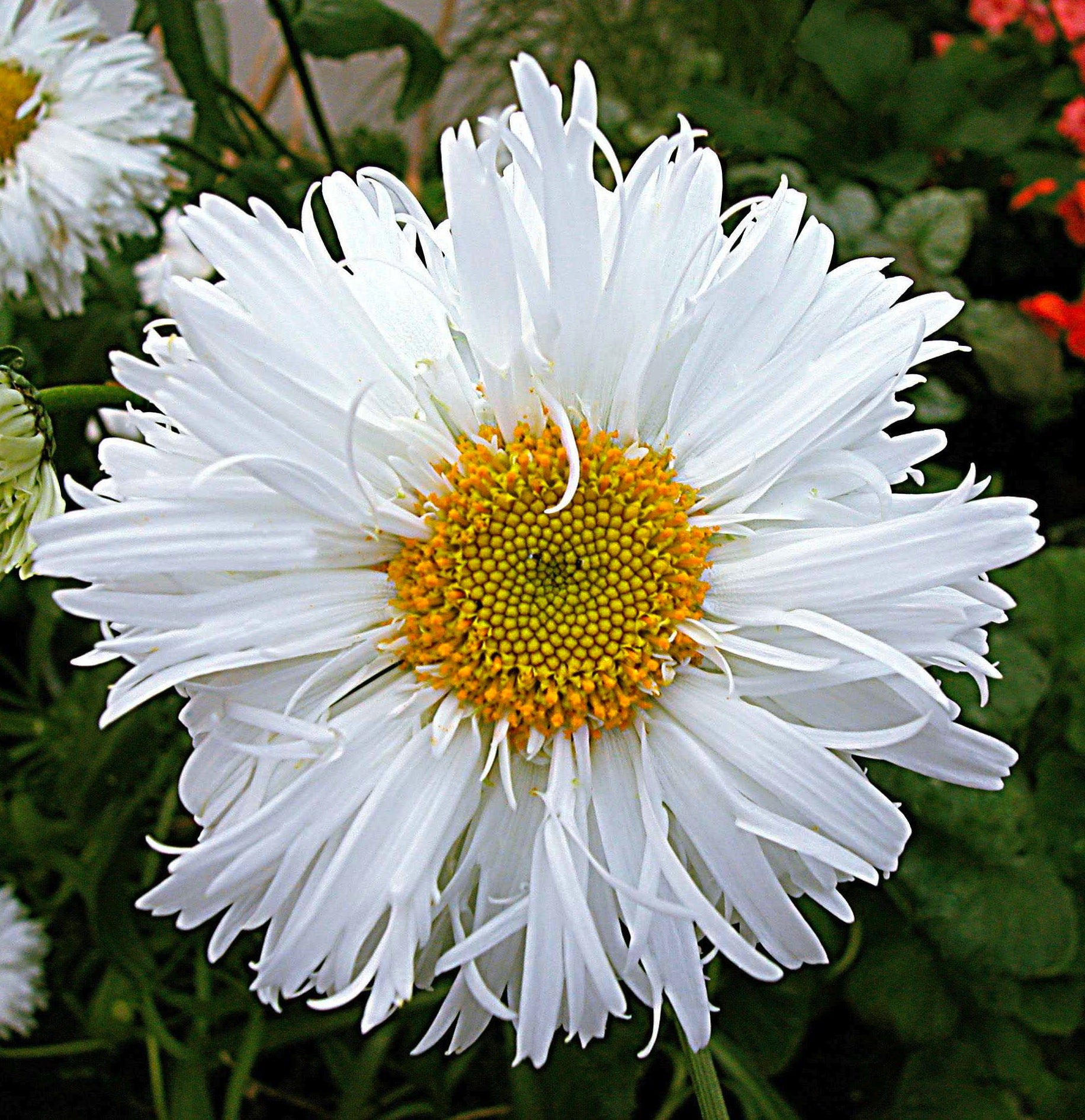 Leucanthemum x superbum Crazy Daisy Shasta Daisy