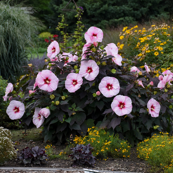 Rose Mallow – GardenTap