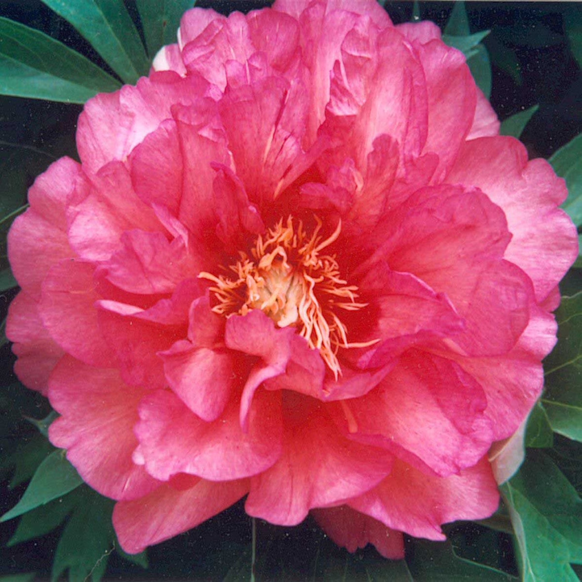 Paeonia itoh Hillary Intersectional Peony