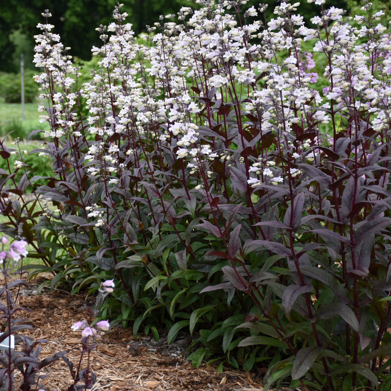 Penstemon digitalis Onyx and Pearl PP32613 Beardtongue