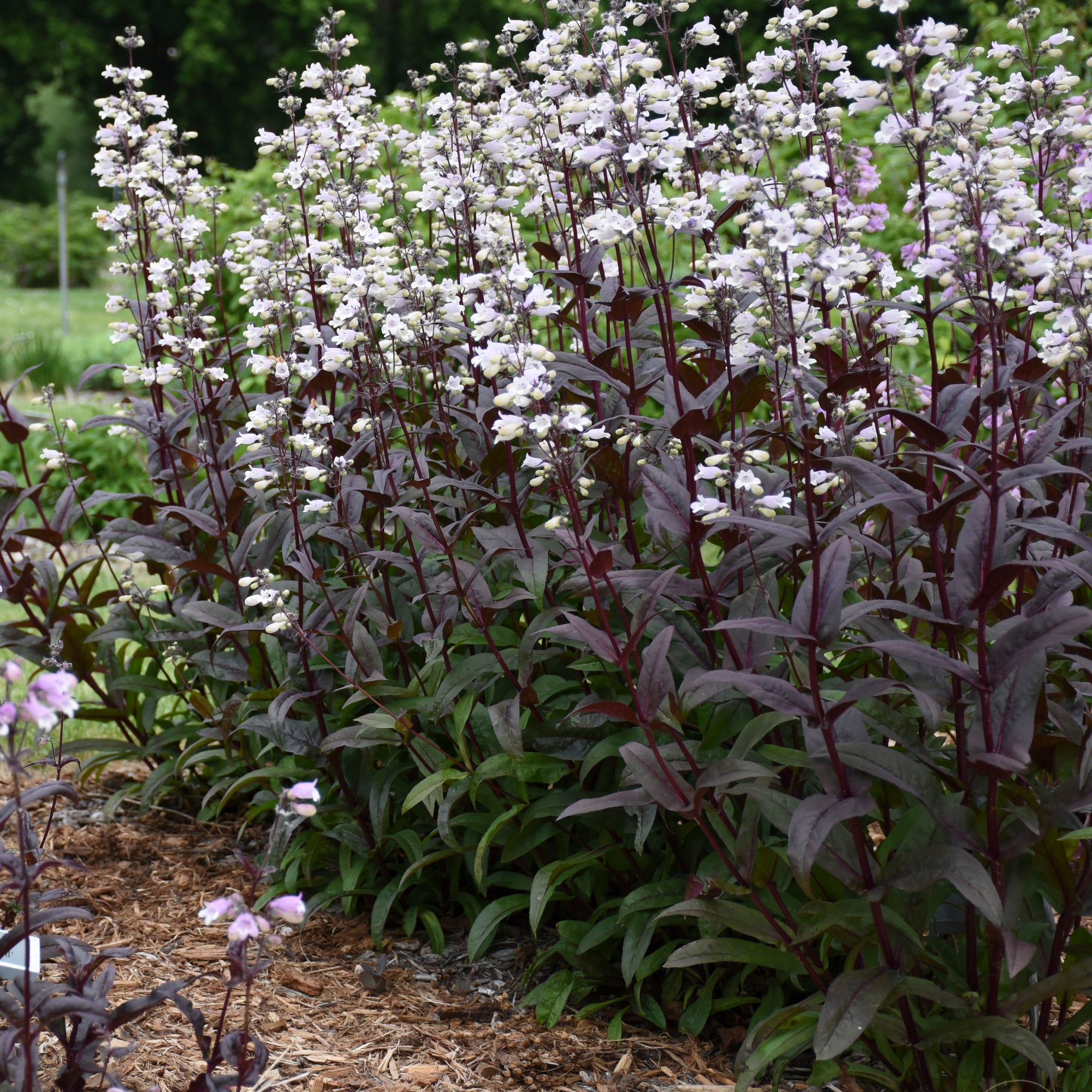 Penstemon digitalis Onyx and Pearl PP32613 Beardtongue