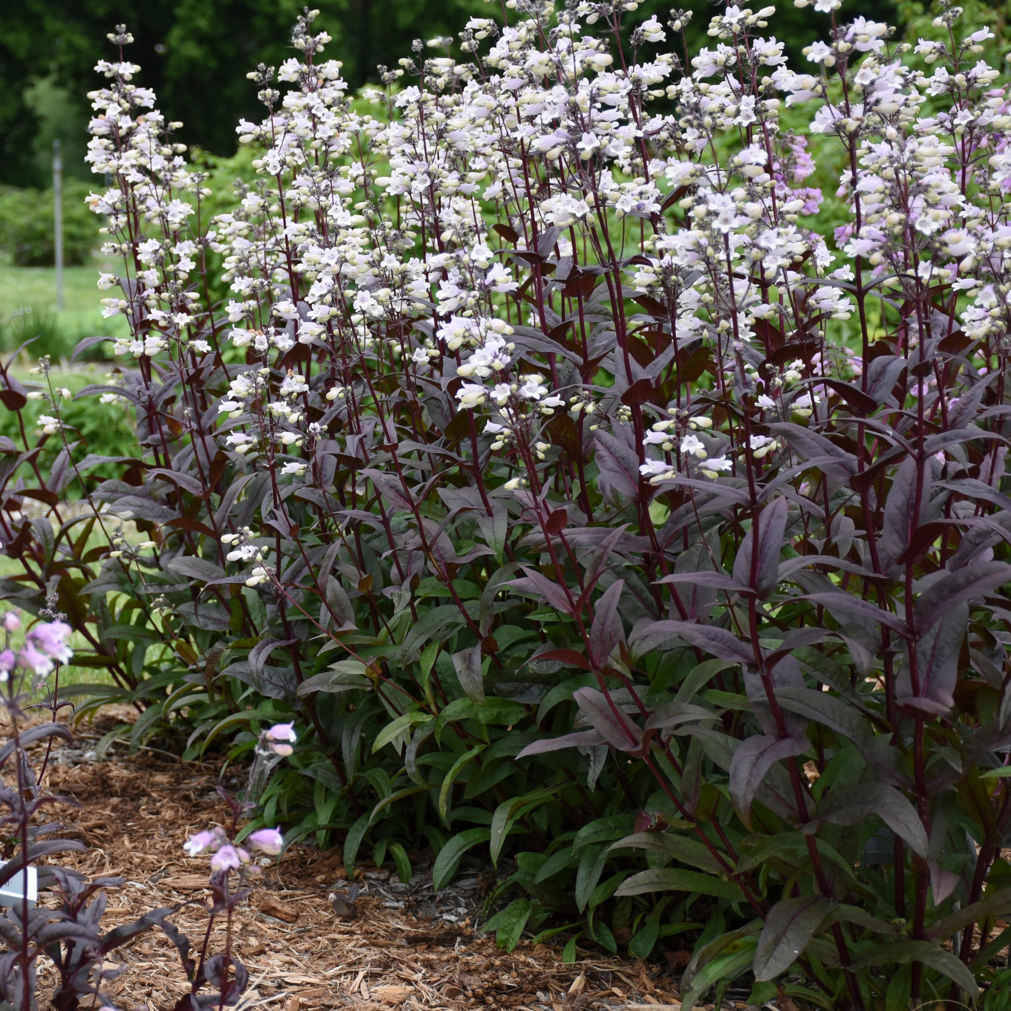 Penstemon digitalis Onyx and Pearl PP32613 Beardtongue