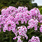 Phlox paniculata Opalescence PP33295 CPBRAF Garden Phlox