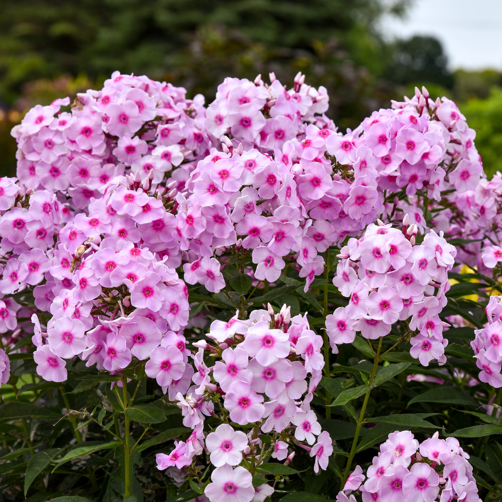 Phlox paniculata Opalescence PP33295 CPBRAF Garden Phlox