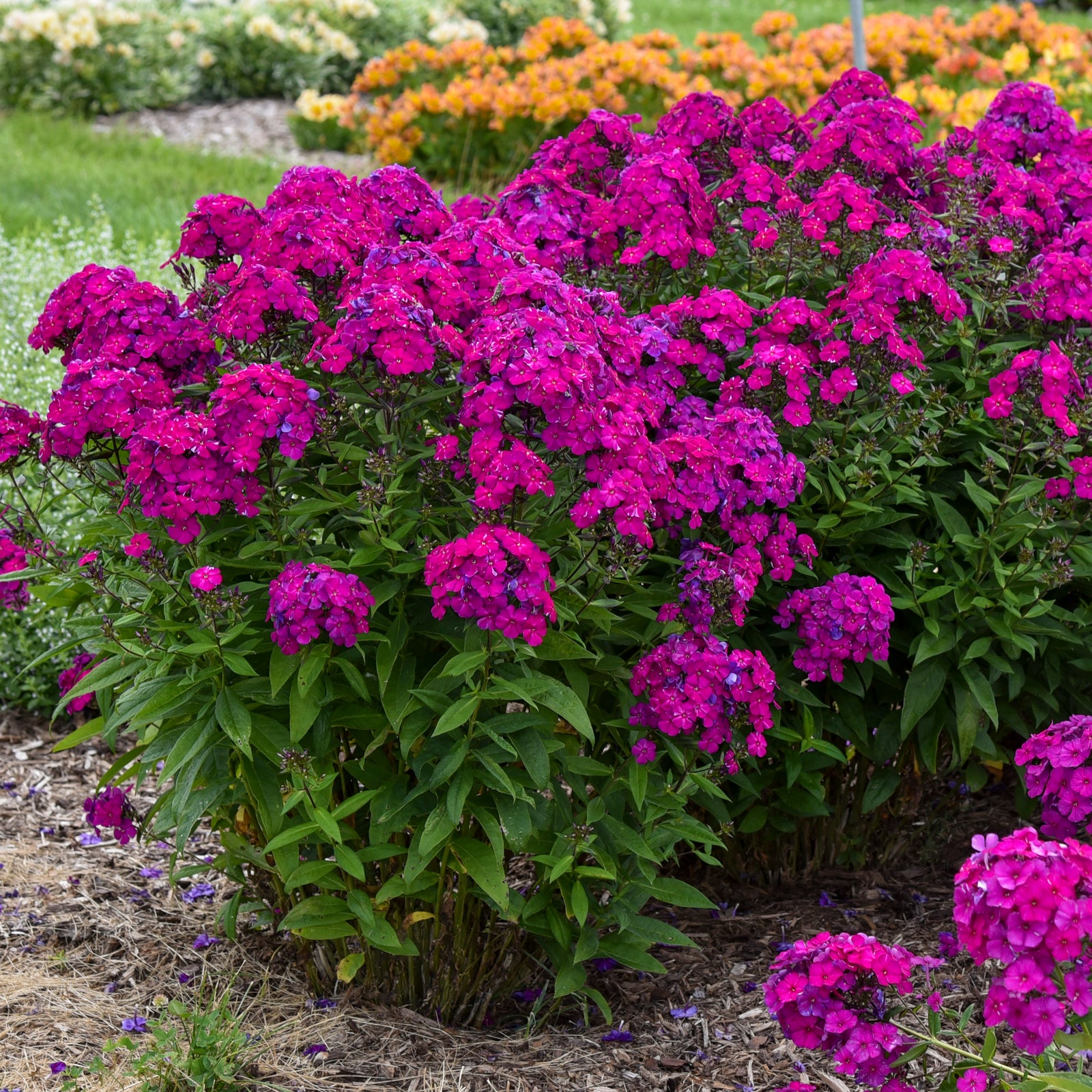 Phlox paniculata Ultraviolet PPAF CPBRAF Garden Phlox