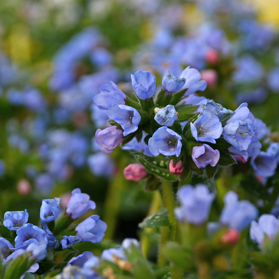 Pulmonaria x Twinkle Toes PP30258 Lungwort
