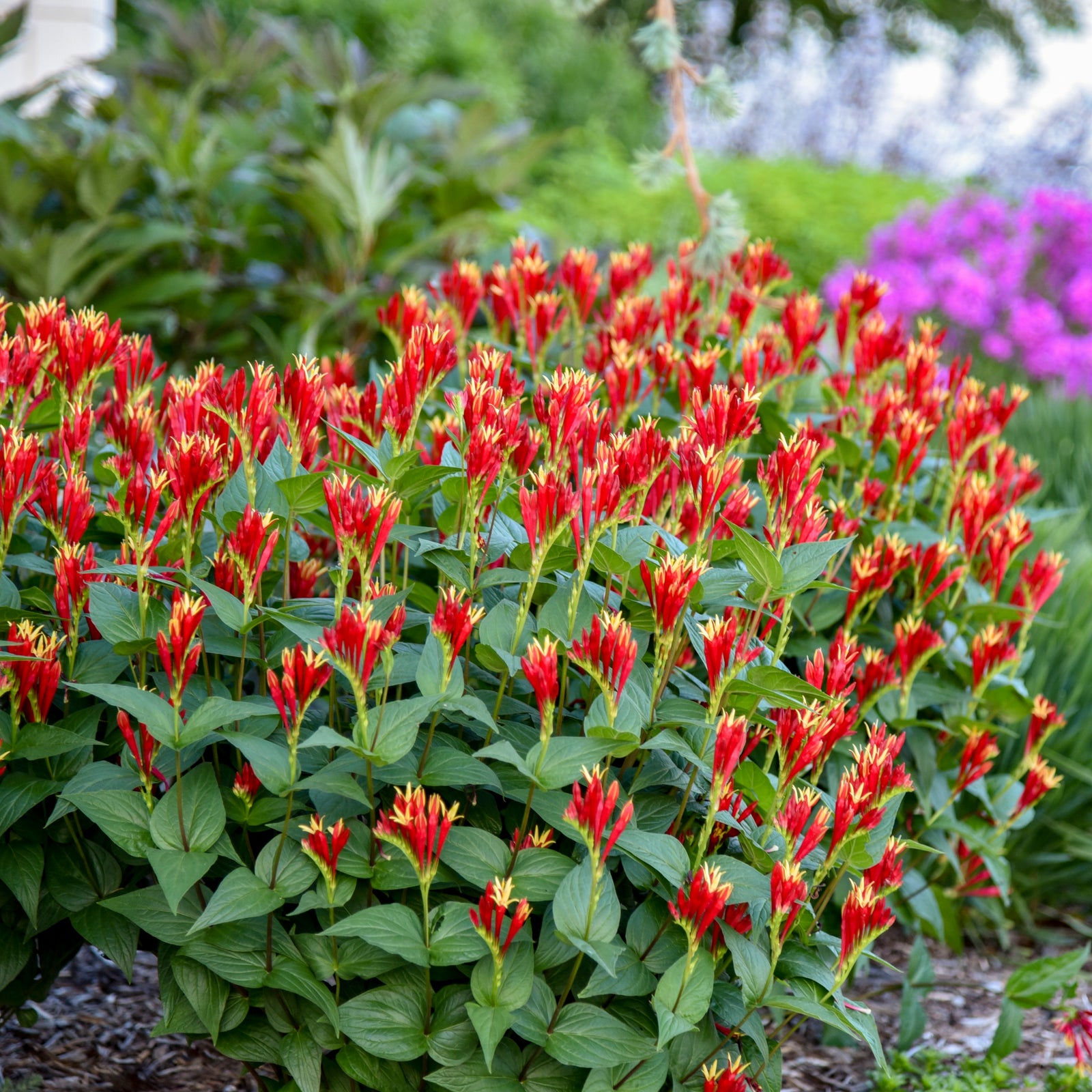 Spigelia marilandica Little Redhead Indian Pink