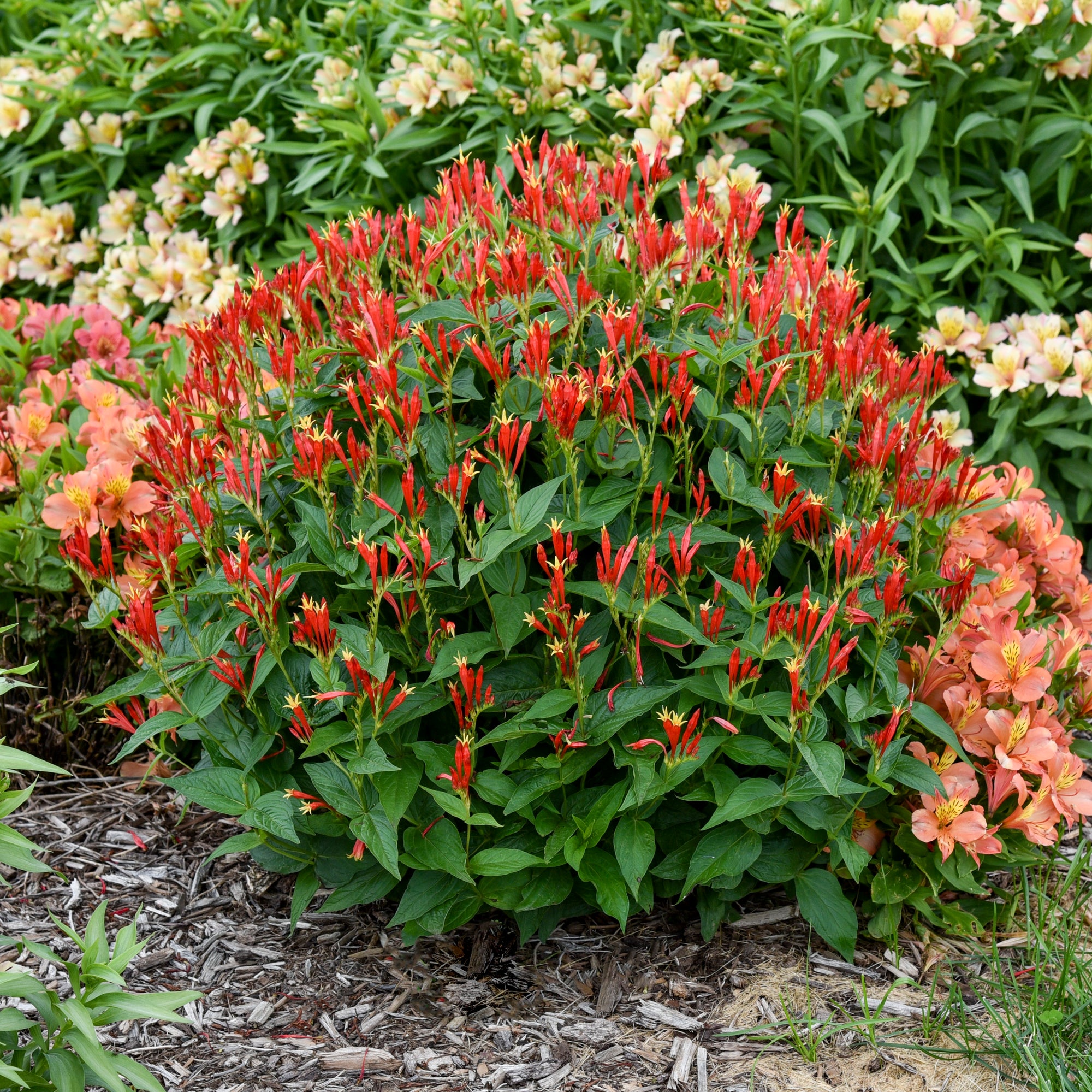 Spigelia marilandica Ragin Cajun Indian Pink