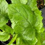 Aster macrophyllus Big Leaf Aster