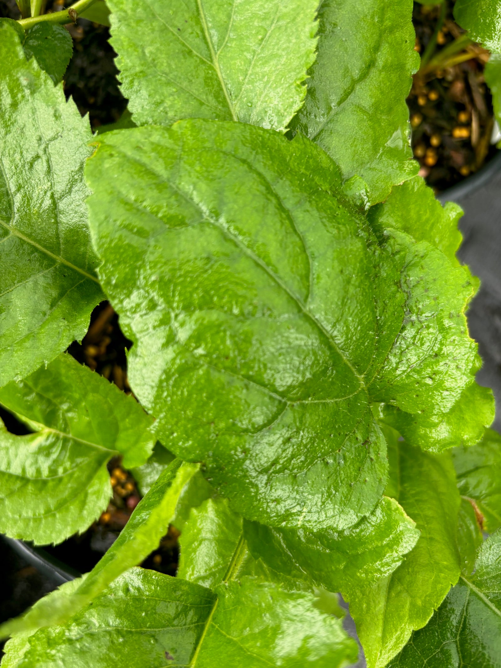 Aster macrophyllus Big Leaf Aster