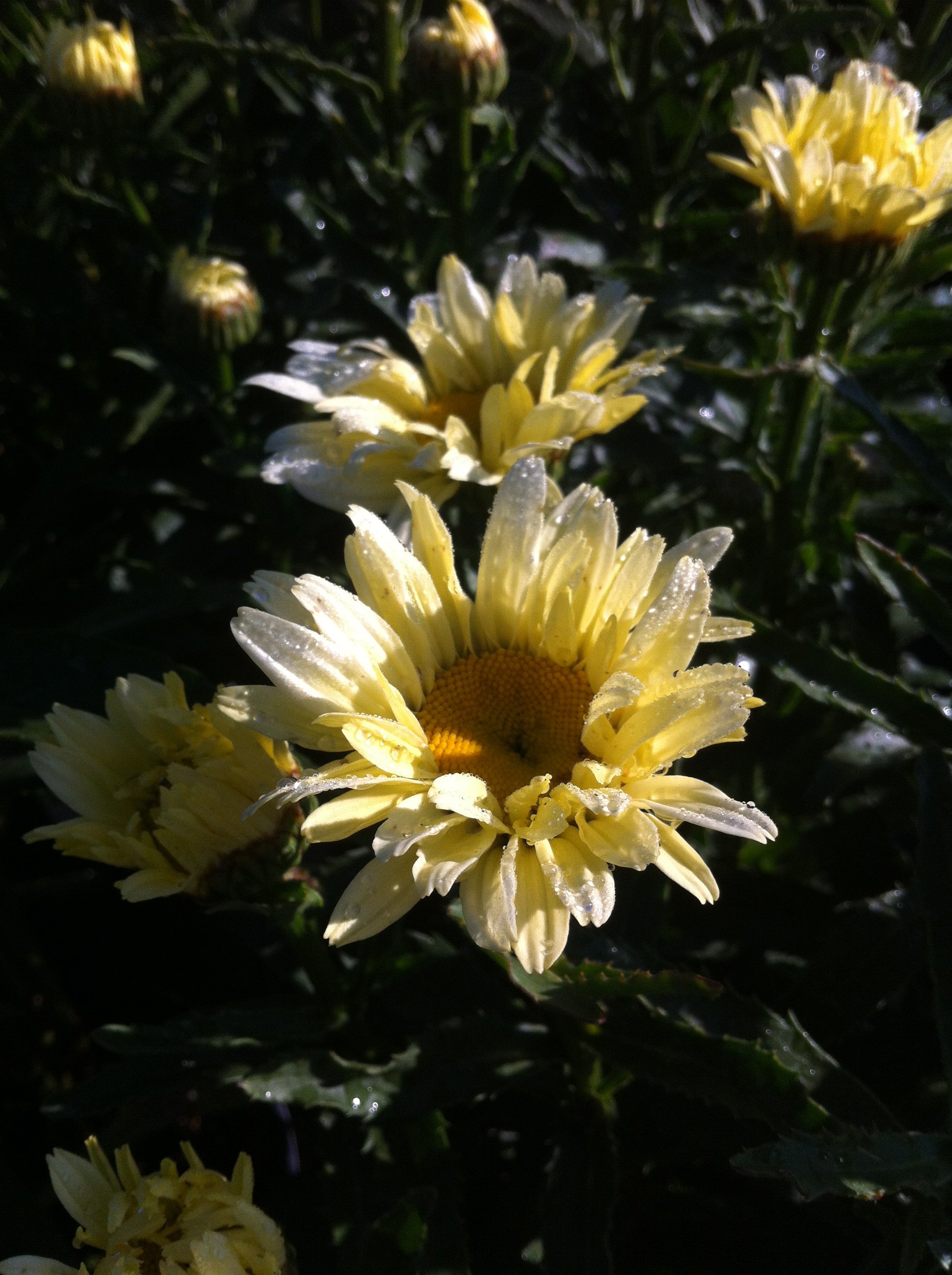 Leucanthemum x superbum Banana Cream PP23181, CPBR4203 Shasta Daisy