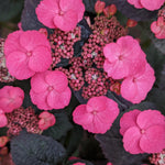 Hydrangea serrata Pink Dynamo JPDO1 PP33412, CPBRAF Pink Dynamo Hydrangea