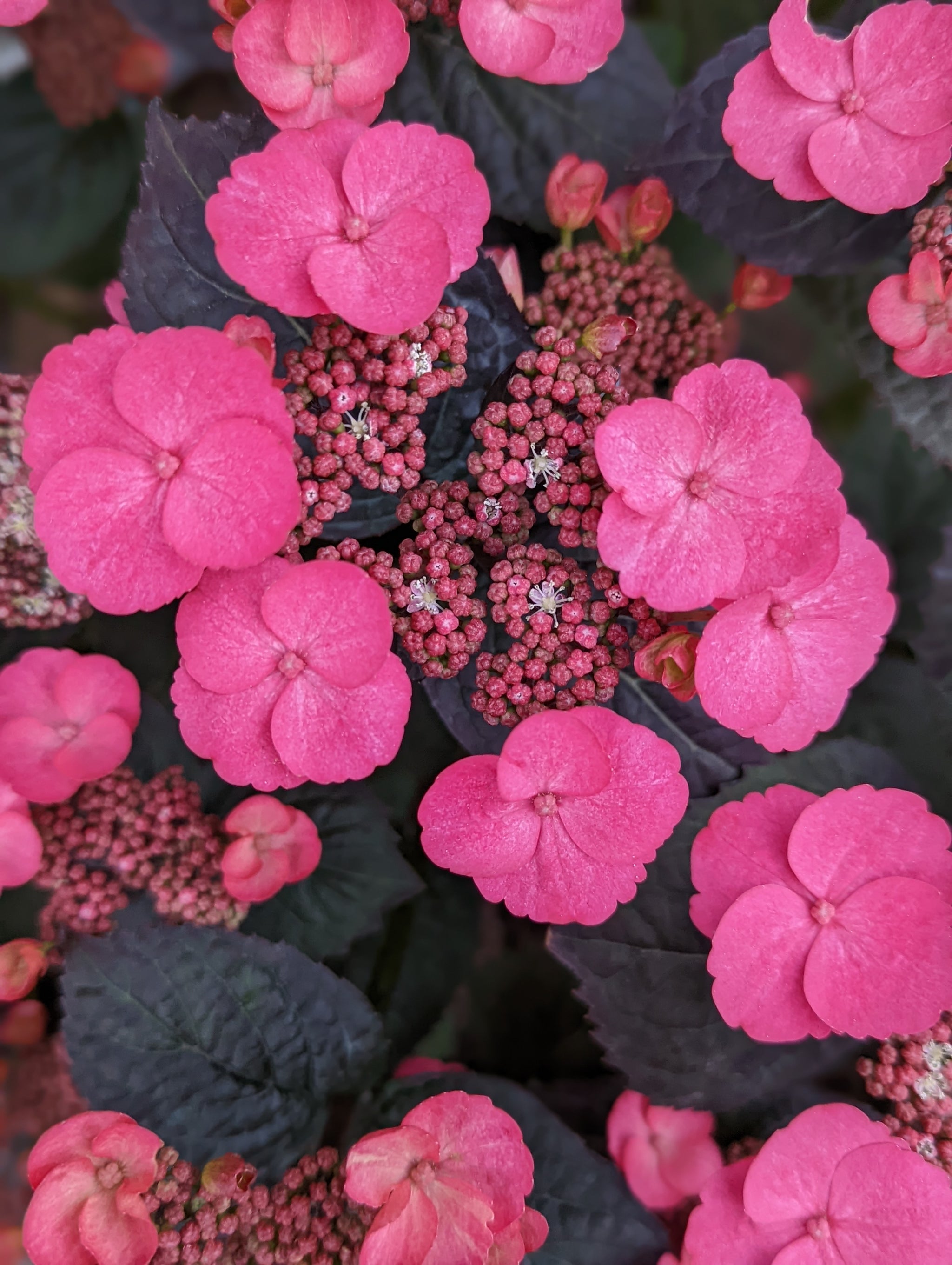 Hydrangea serrata Pink Dynamo JPDO1 PP33412, CPBRAF Pink Dynamo Hydrangea