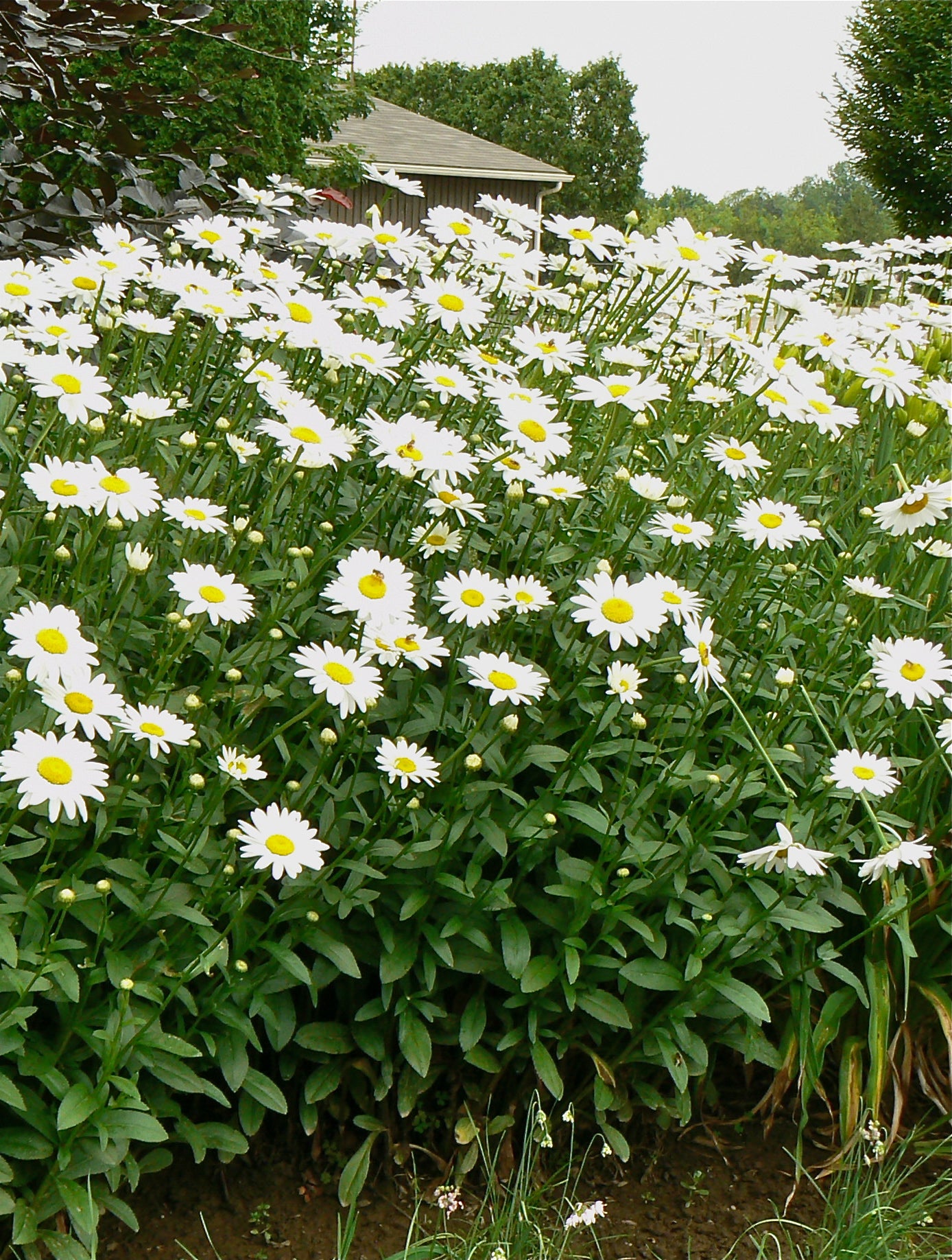 Leucanthemum x superbum Becky Shasta Daisy