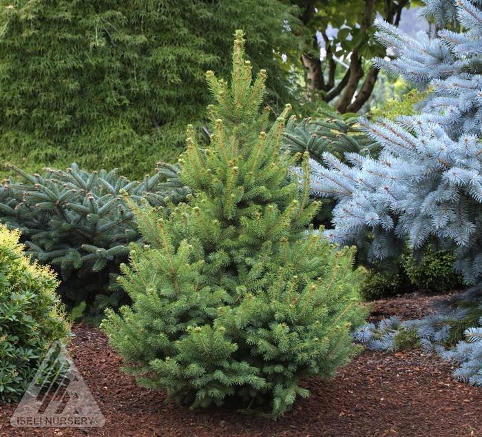 Picea glauca North Pole North Pole White Spruce