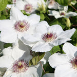 Clematis Ninon Evipo052 Ninon Clematis