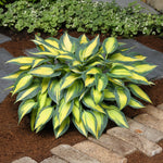 Hosta Magic Island Magic Island Plantain Lily