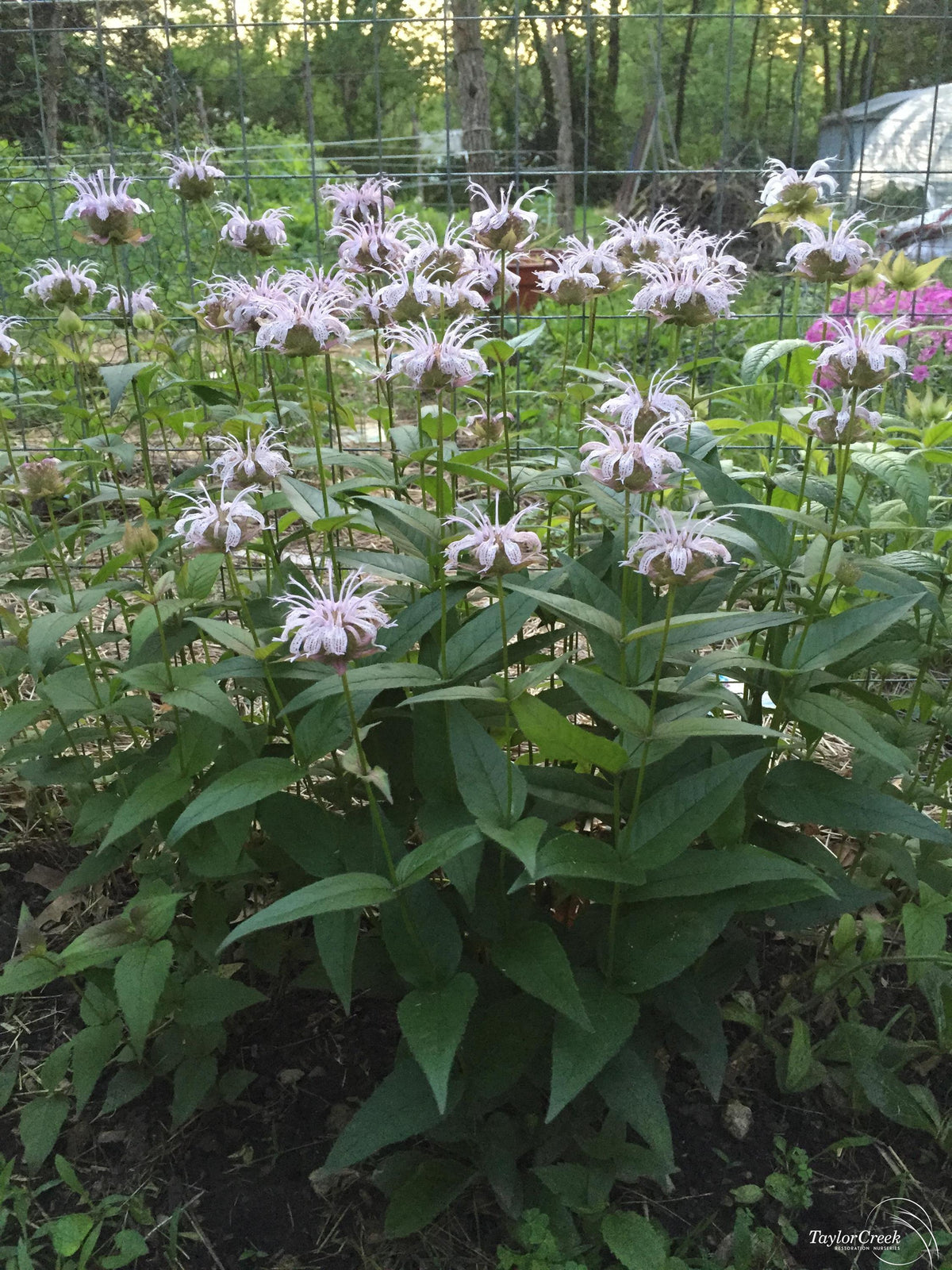 Monarda bradburiana Eastern Wild Bergamot