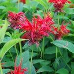 Monarda didyma Jacob Cline Jacob Cline Beebalm