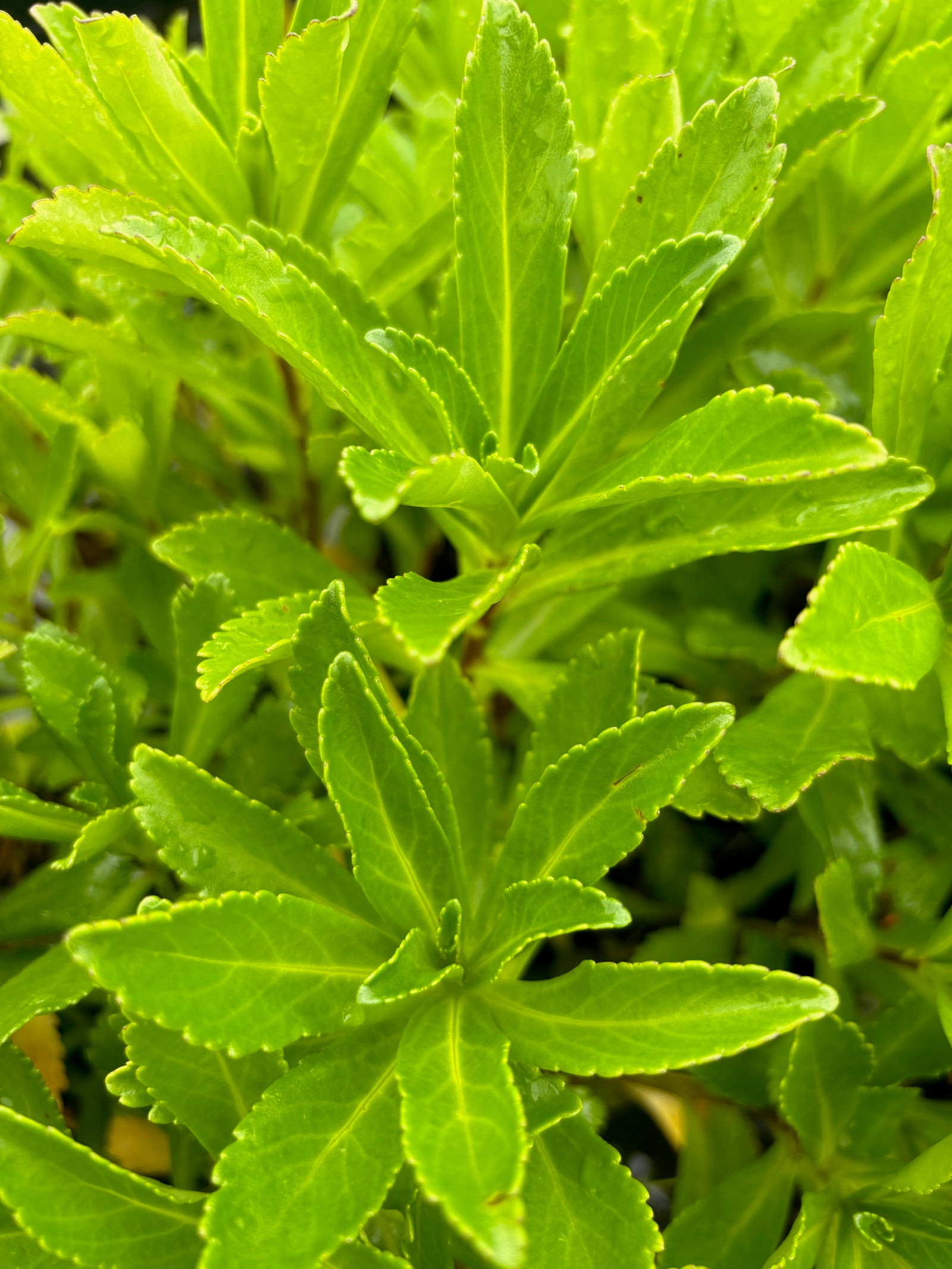 Nipponanthemum nipponicum Montauk Daisy