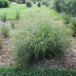 Panicum virgatum Cape Breeze PP24895 Cape Breeze Dwarf Switchgrass